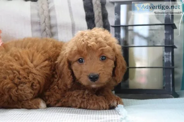 Majasmen Female Mini Goldendoodle