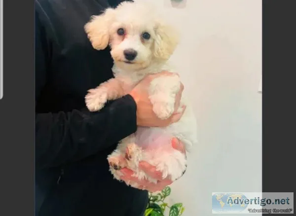 Snow white Maltipoo