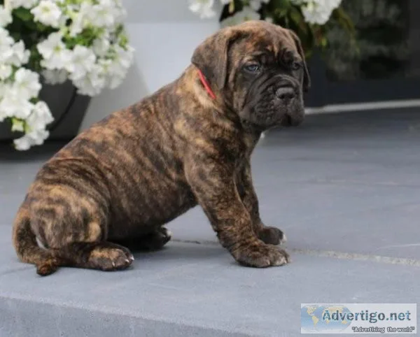 Lovely Cane Corso puppies