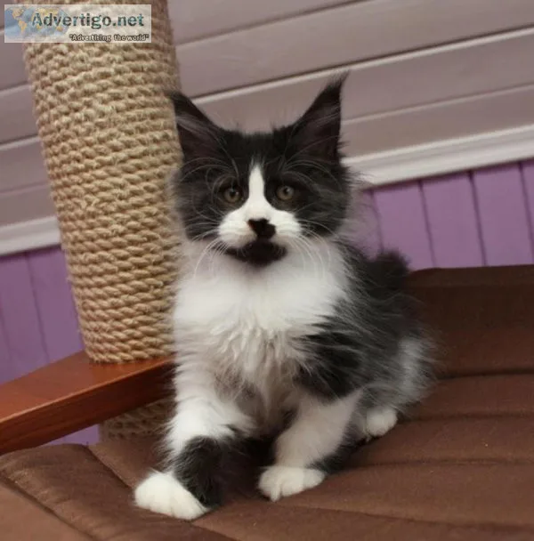 Maine Coon kittens