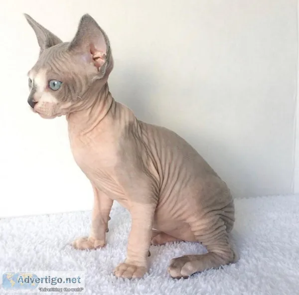 Male and Female Sphynx Kittens available