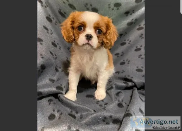 Male Cavalier King Charles Spaniel