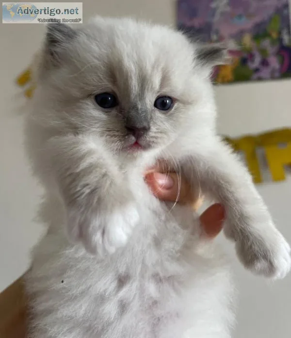 Gorgeous Ragdoll kittens