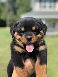 Rottweiler Puppies for sale