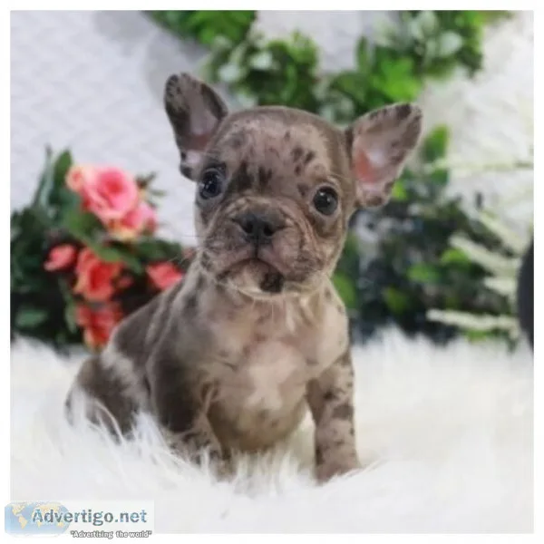 Akc registered English Bulldog puppies