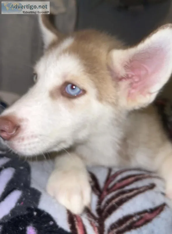 Siberian husky
