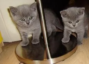British Shorthair kittens  2605170367