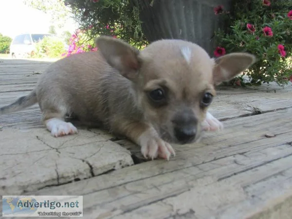 Chihuahua s puppies For sale