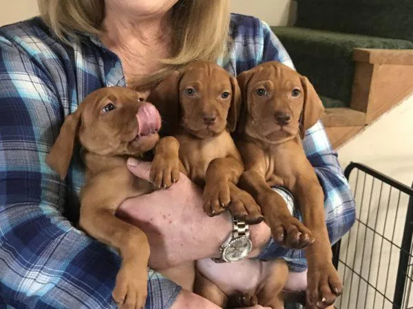 Vizsla Puppies Ready