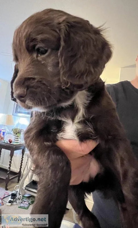 Beautiful Chocolate Brown Sprocker Spaniels