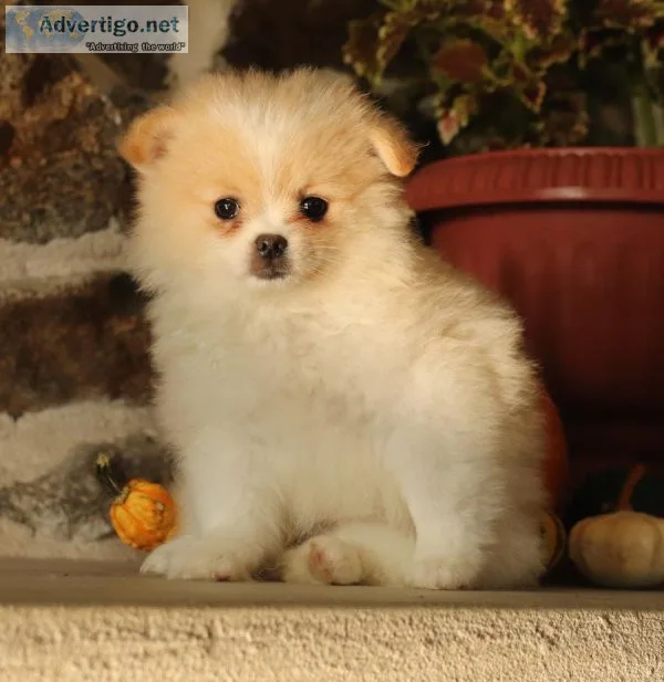 Pomeranian puppies for sale
