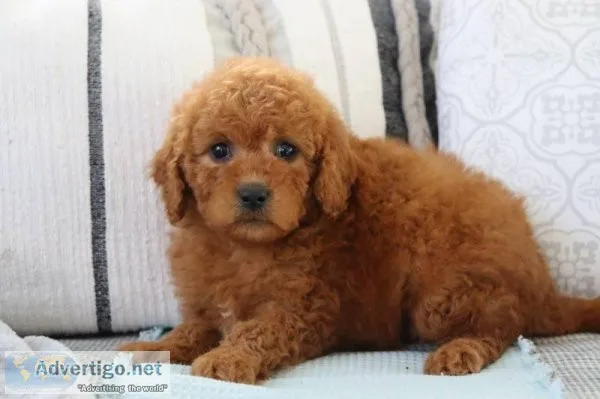 Alice Female Mini Goldendoodle