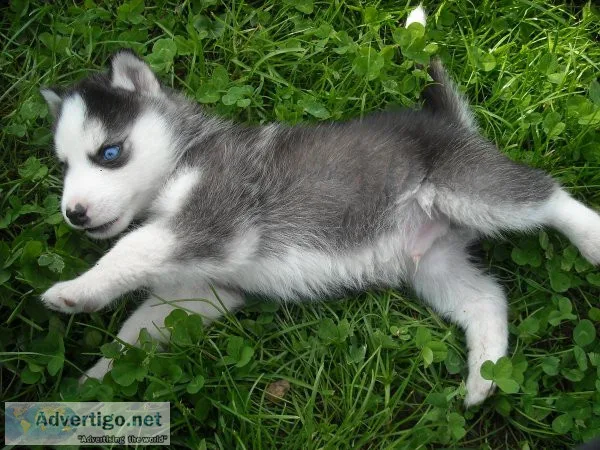 Siberian Husky puppies