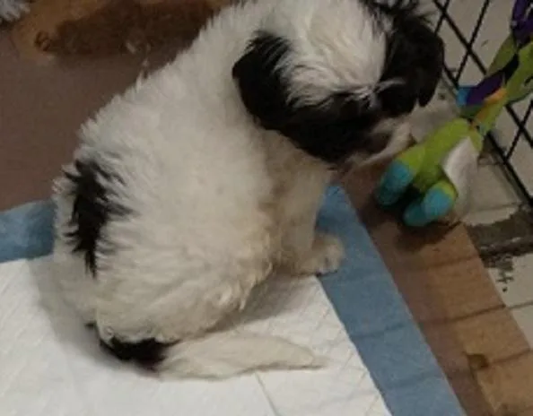 Gorgeous Purebred Shih-Tzu Male