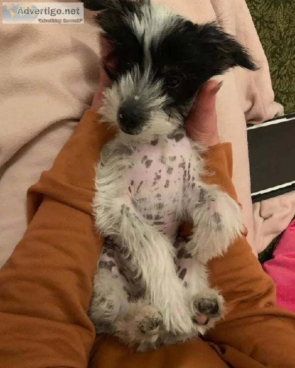 Chinese Crested Puppies