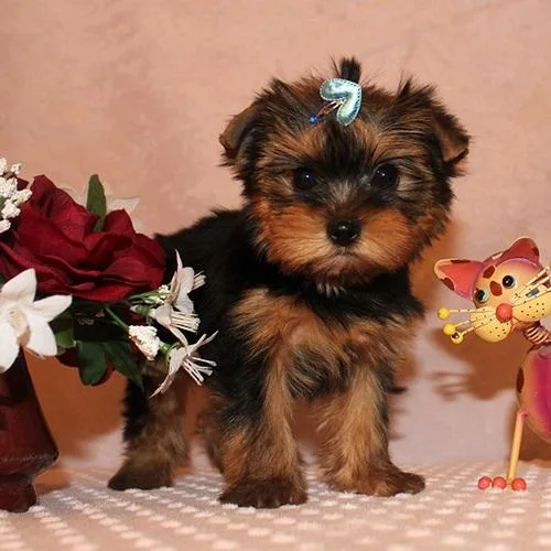 Original AKC Yorkie Puppies MF