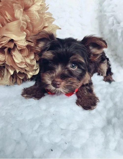 Loving-Tiny Adorable Baby Yorkie Puppy