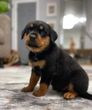 Rottweilers puppies