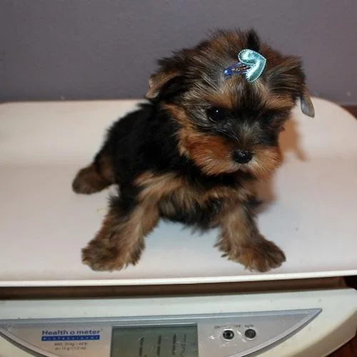Lovely Face Yorkie Puppies