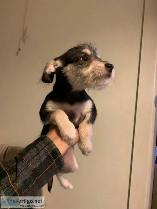 Chipoo female