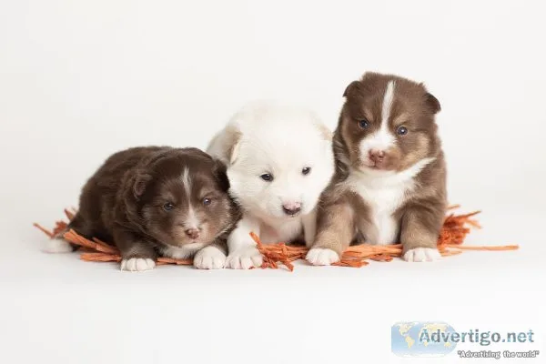 Pomsky Puppy ready Nov 16 2022