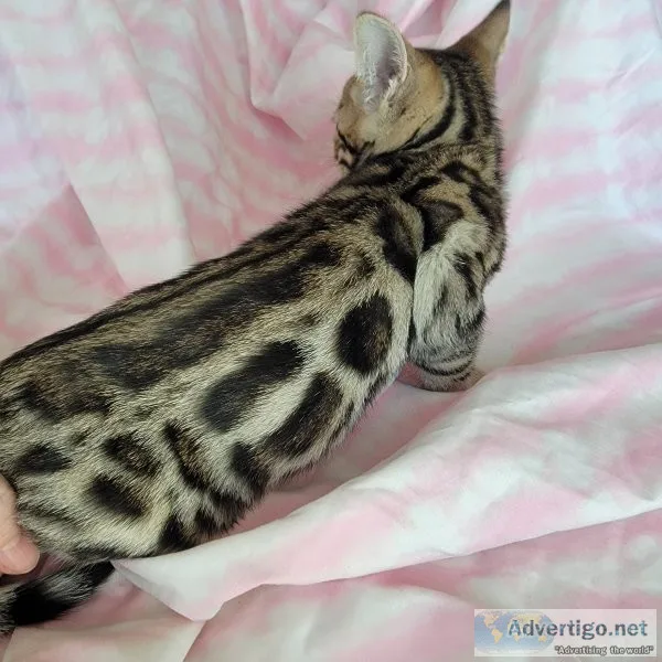 Tica registered bengal kittens