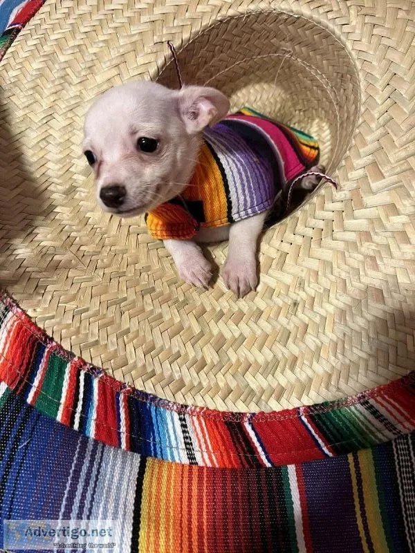 Pure white chihuahua