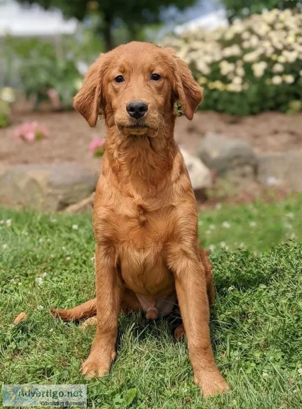 Pete