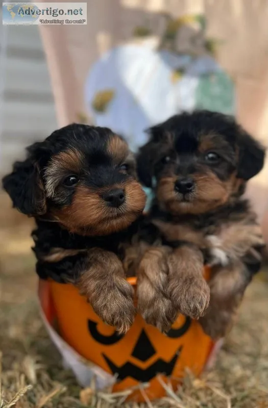 Healthy yorkies puppies