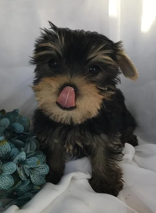 Quirky - Tiny and Compact Yorkie