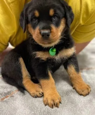 Rottweilers puppies