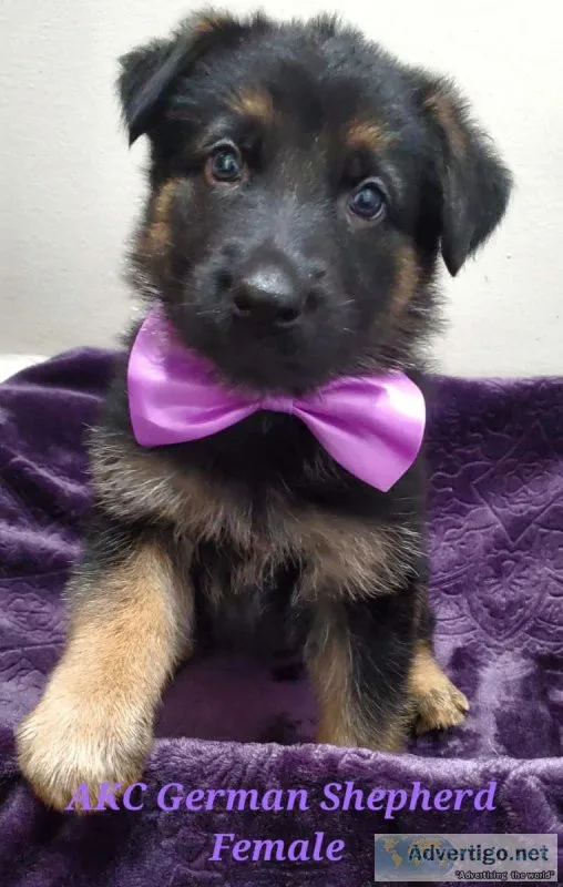 AKC German Shepherd Puppies