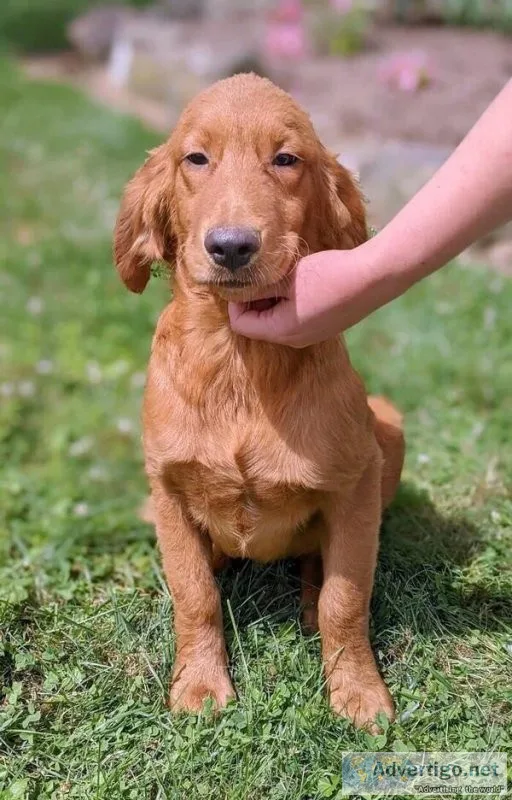 Buck