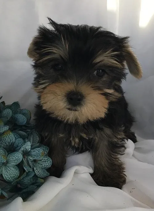 Juvenile - Quality Tiny Yorkie Puppies