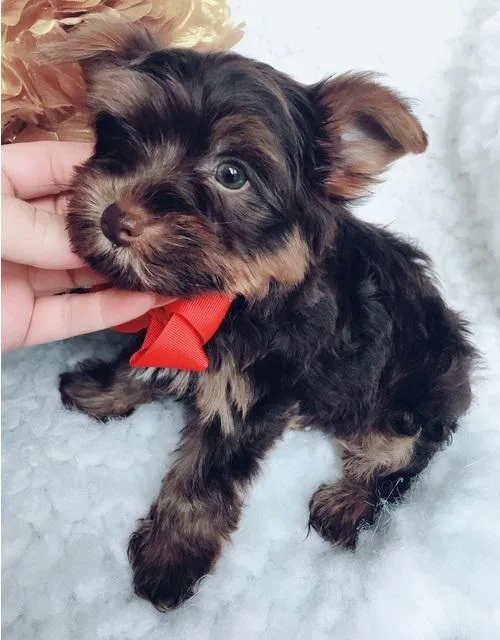Glowing Purebred Yorkie Puppies Available.