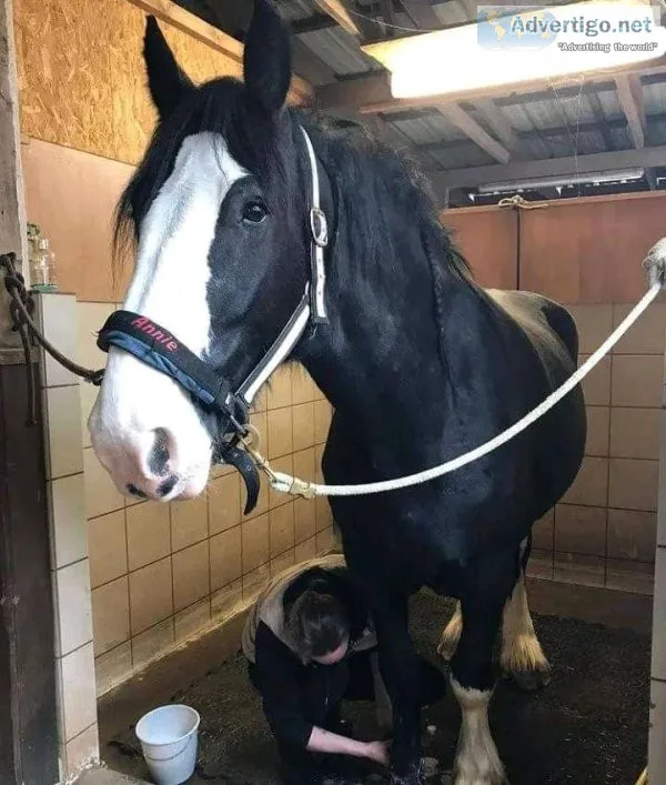 Horse available for sale