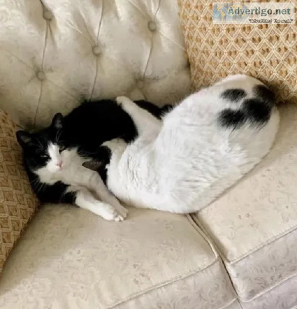 2 Adult cats to good home