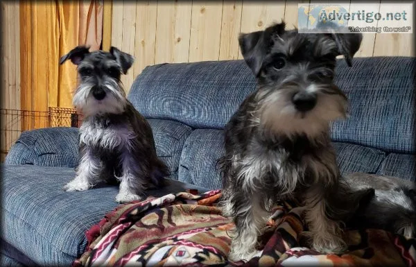 Miniature Schnauzers