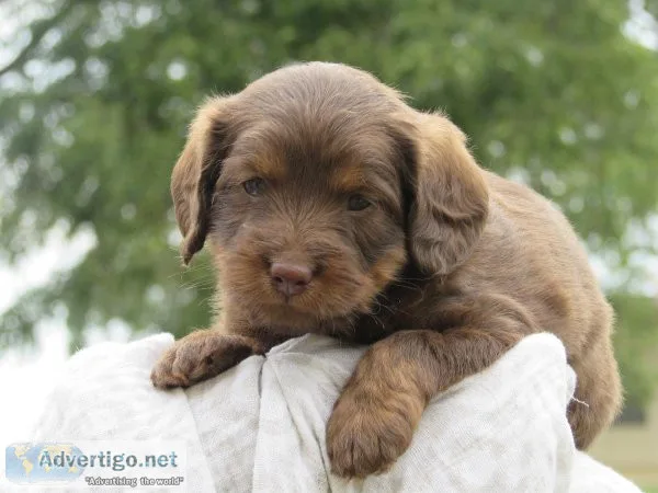 Labradoodle Puppies For Sale