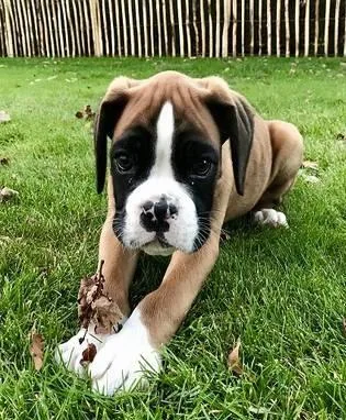 Boxer puppies available