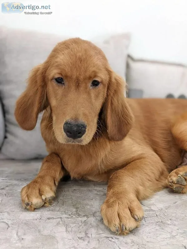 Duke