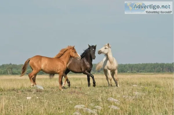 Go To The Adventure Of Horse Trail Riding With Top Horse Trails