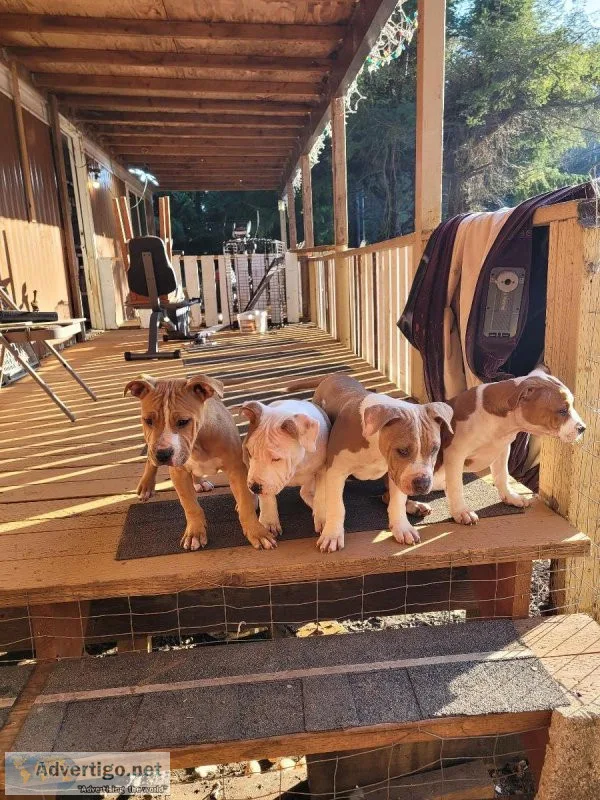 Puppies need good homes