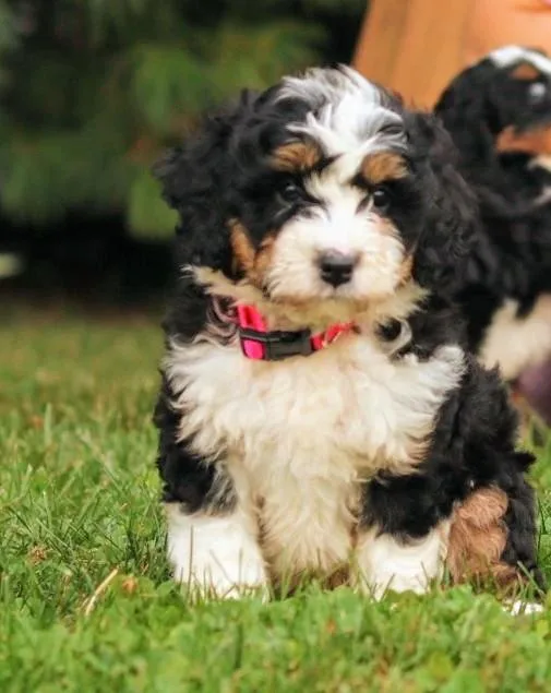 Linzy Female Mini Bernedoodle
