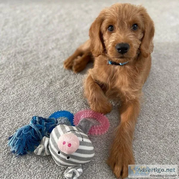 Labrador Retriever puppies available now