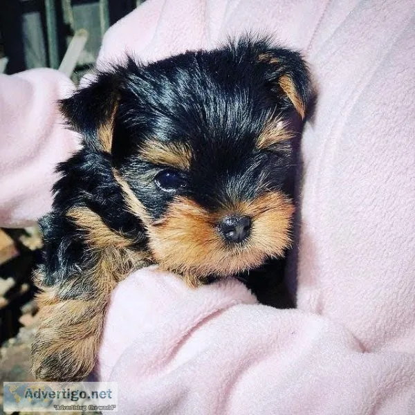 Yorkshire terrier Puppies for sale