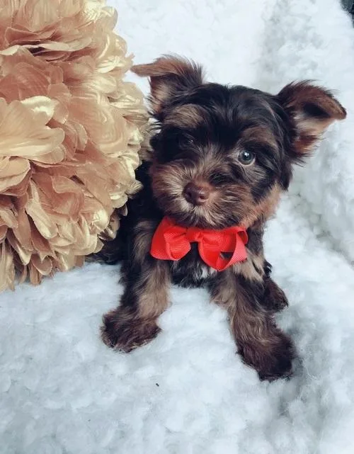 Charming Teacup Yorkie Pups MF Available.