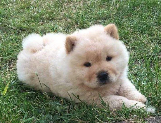 chow chow male and female puppies.
