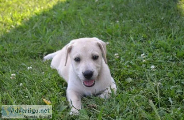 Adorable Mountain Cur Puppies