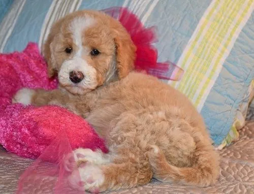 Lovely Labradoodle Ready Now